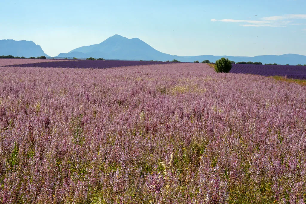 Champs de sauge Valensole Provence