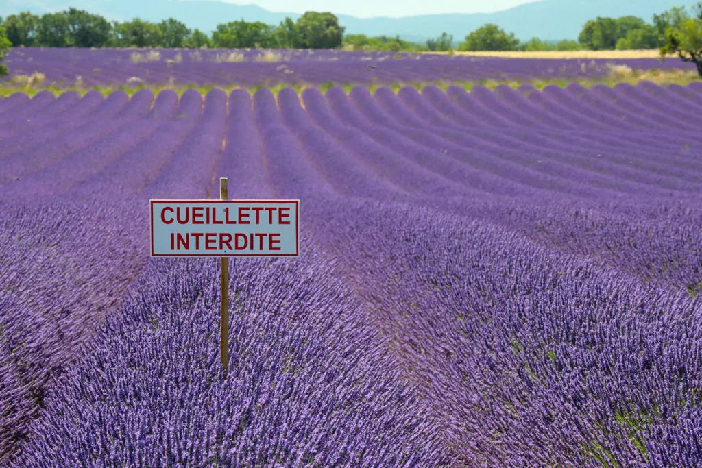 Cueillette de la lavande interdite