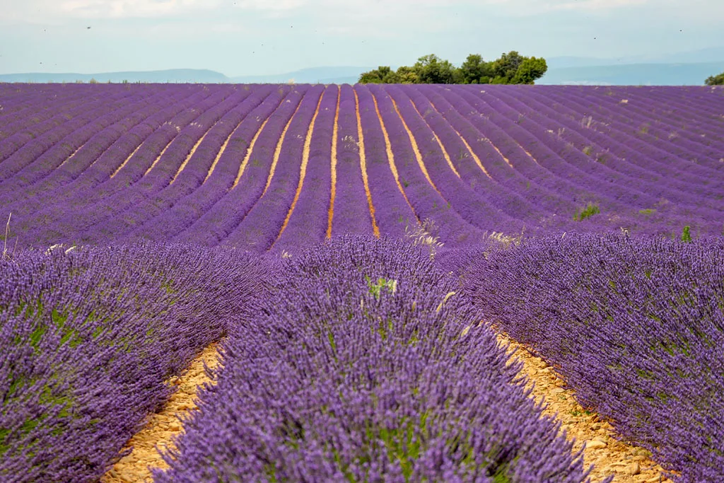 Lavande Angelvin Valensole