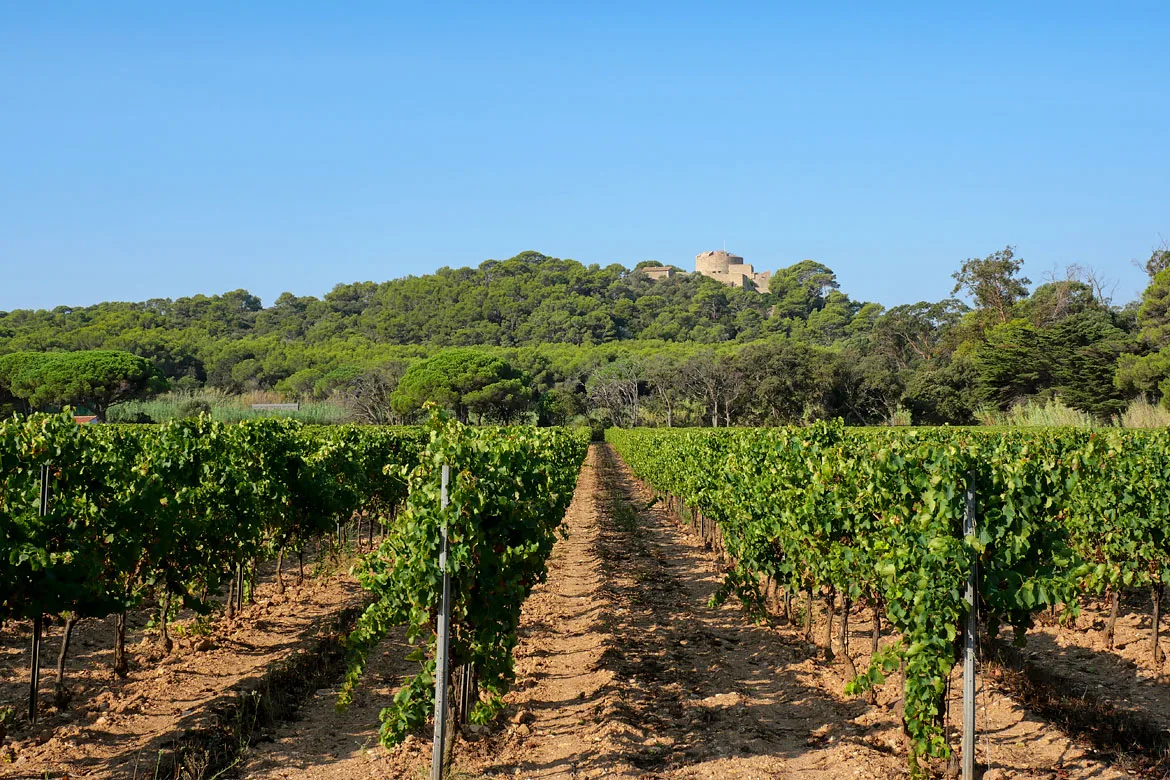 Vignes du vignoble de Porquerolles