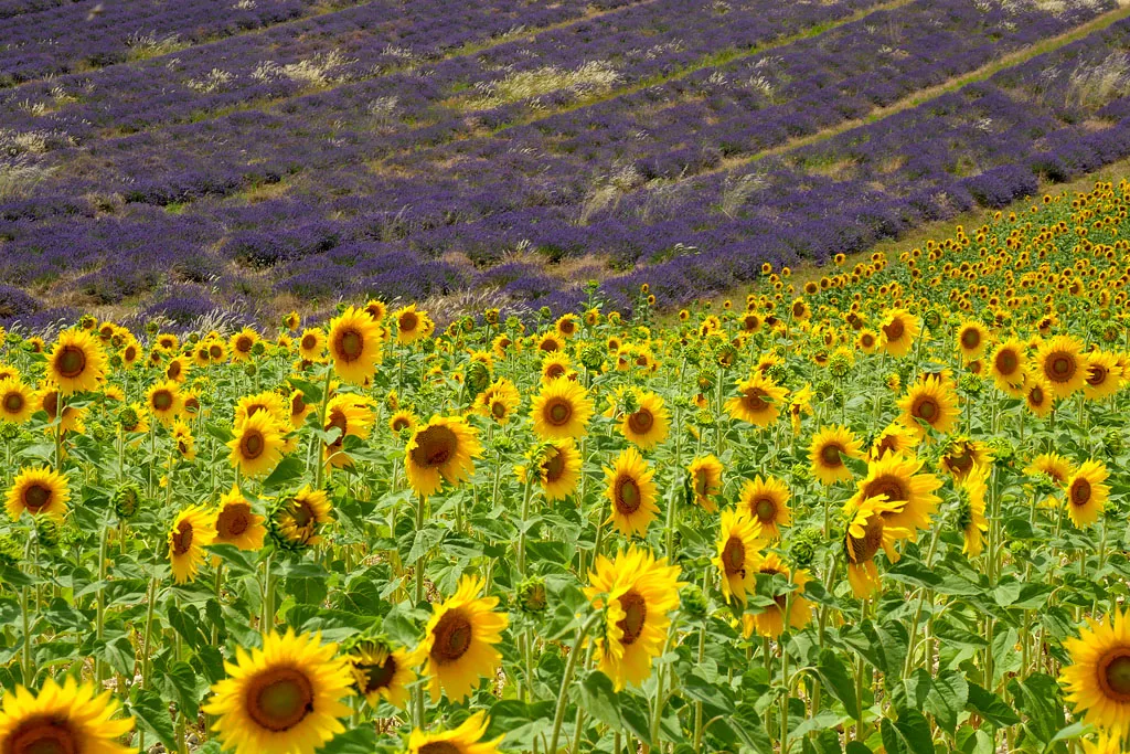 Tournesol Valensole