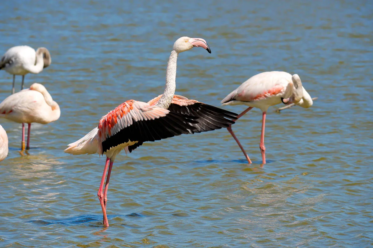 Flamants roses parc pont de gau camargue