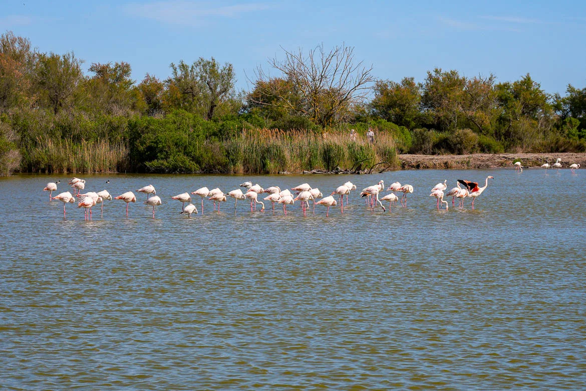Visiter la Camargue dans le Sud de la France