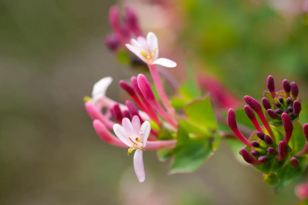 Fleur rose rouge garrigue marseille