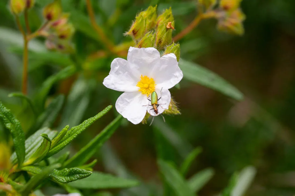 Fleur garrigue marseille