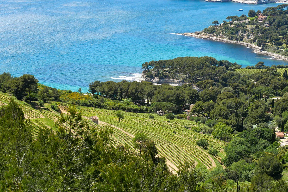 Vignobles et vignes de cassis
