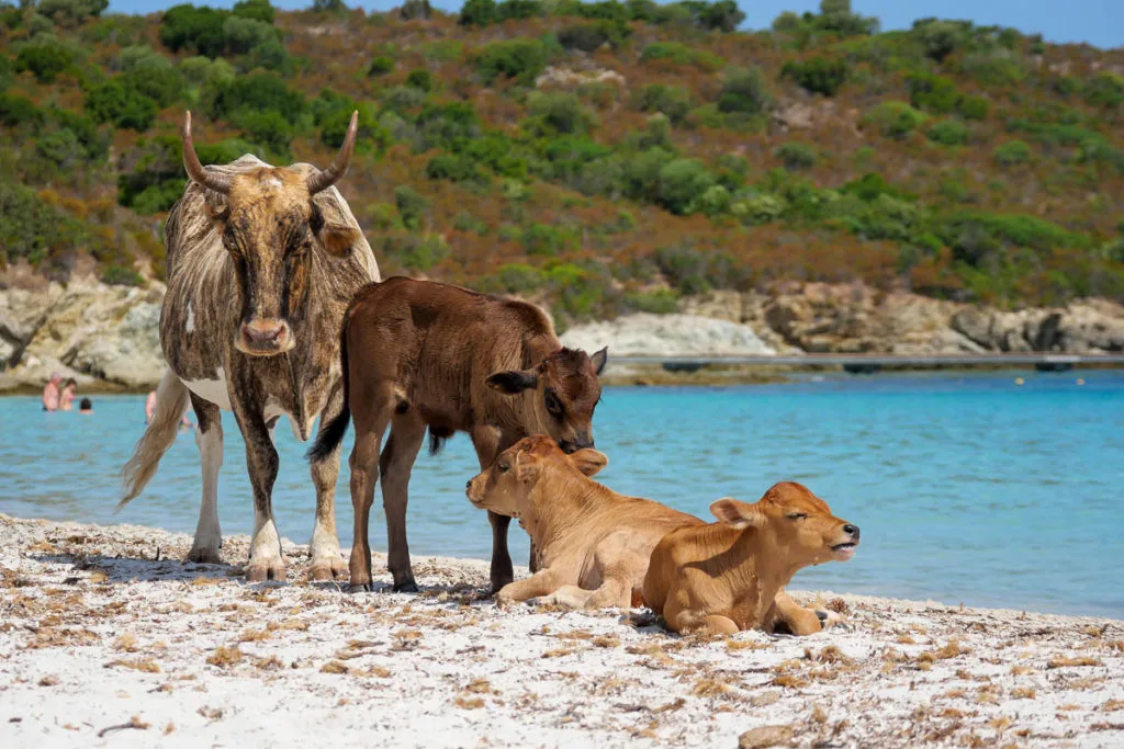 Vaches sur la plage du lotu désert des Agriates Corse