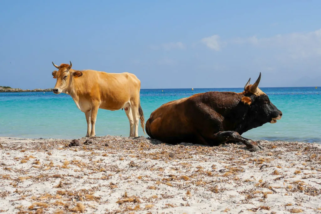 Vaches sur la plage du lotu désert des Agriates Corse