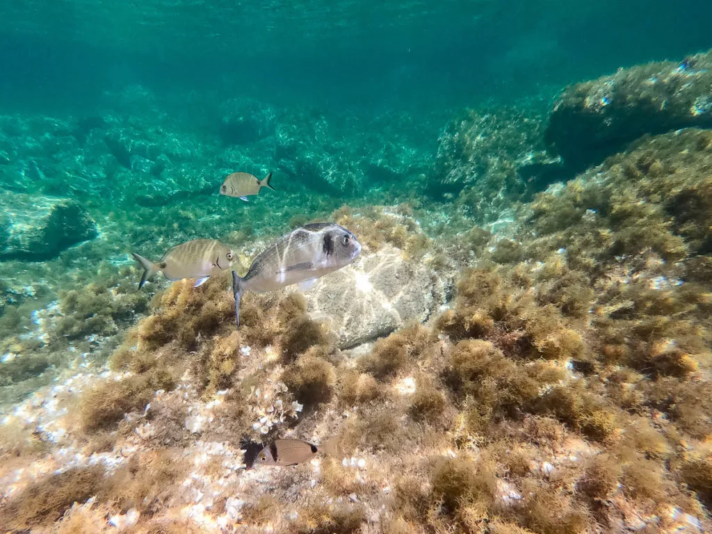 Snorkeling iles Lavezzi Corse