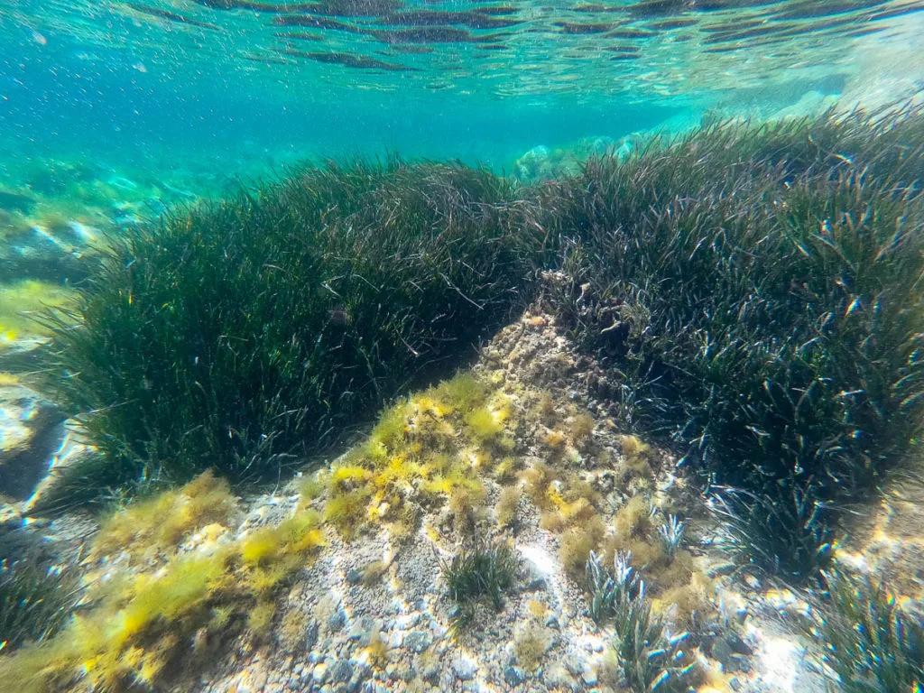 Snorkeling iles Lavezzi Corse