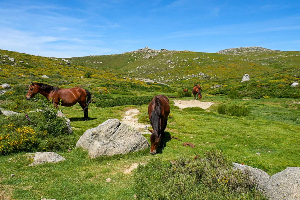 Randonnée sur le plateau de Coscione en Corse chevaux