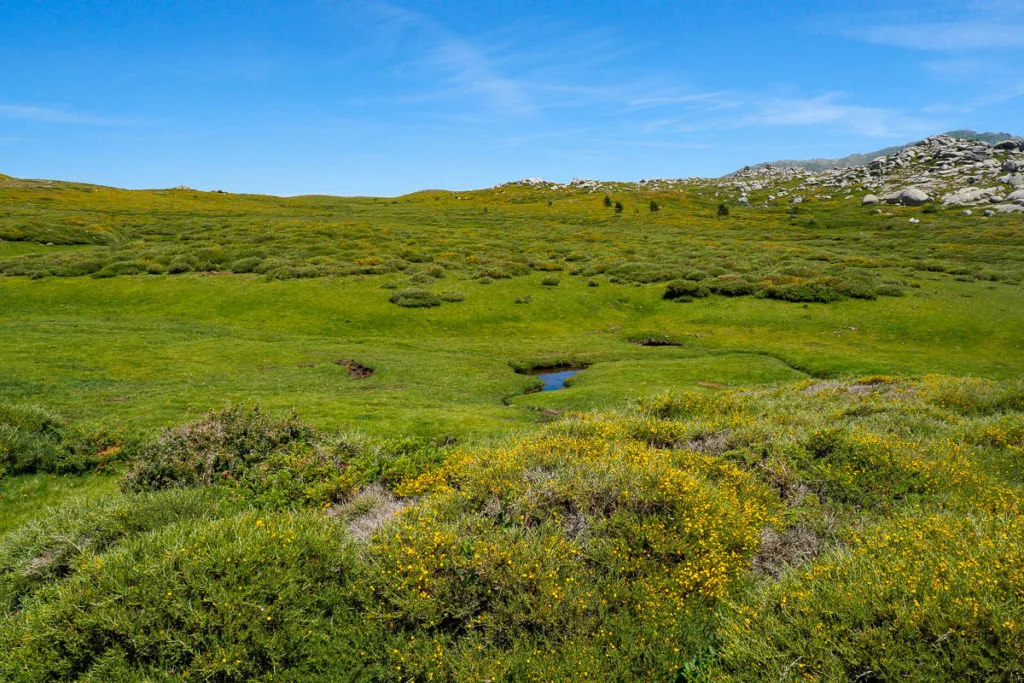 Randonnée sur le plateau de Coscione en Corse pozzines