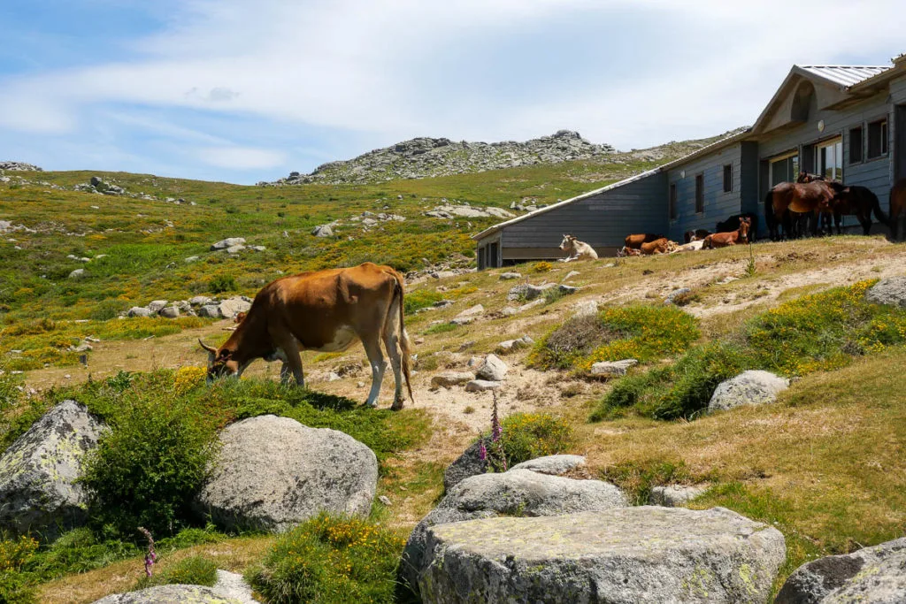 Refuge et vaches sur le plateau de Coscione en Corse