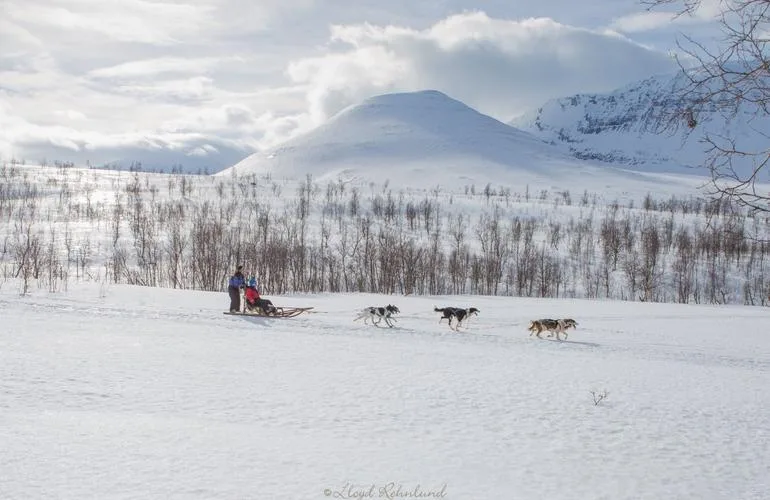 Balade chien de traineau Tromso Norvège