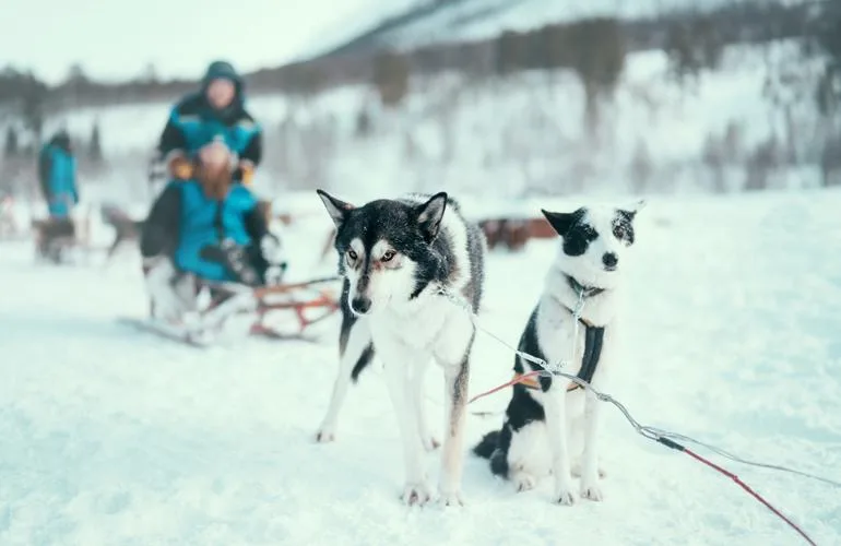Balade chien de traineau Tromso Norvège