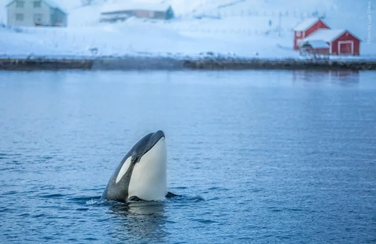 observation orques bateau tromso norvege