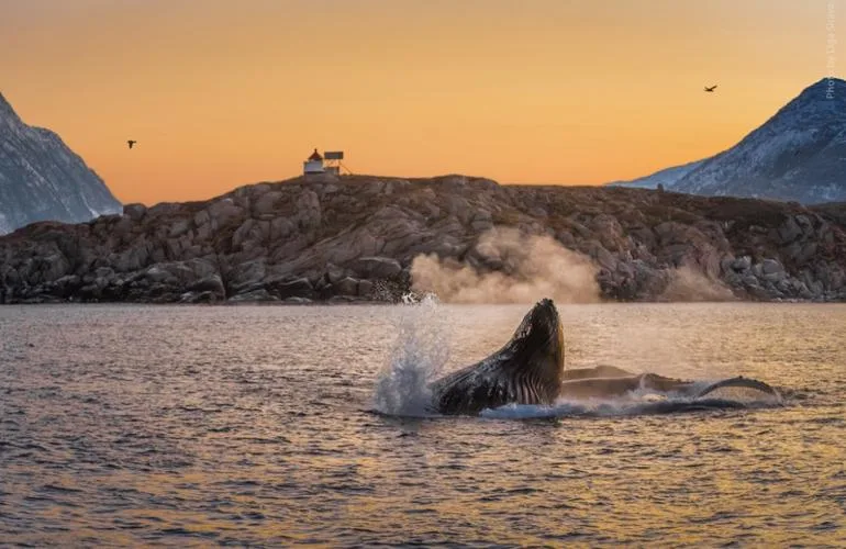 observation baleines bateau tromso norvege