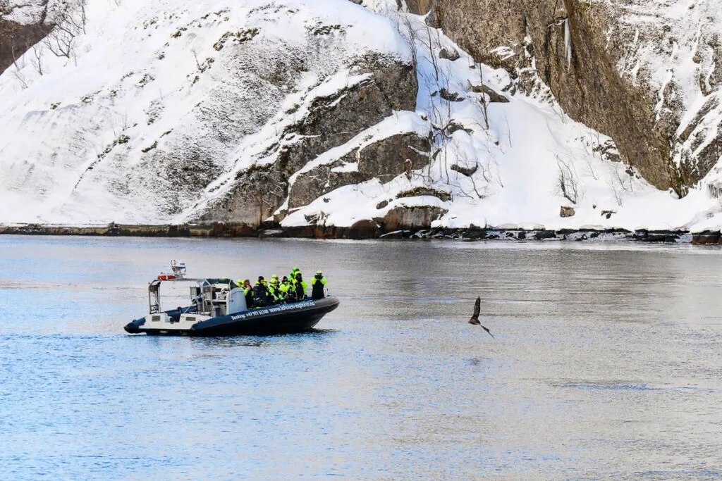 Svolvaer Trollfjord excursion zodiac observation pygargues à queue blanche