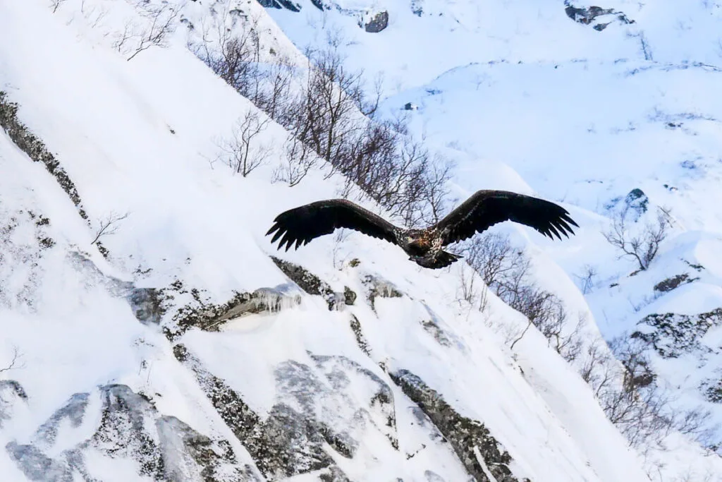 Trollfjord Norvège pygargue à queue blanche Havørn white tailed eagle