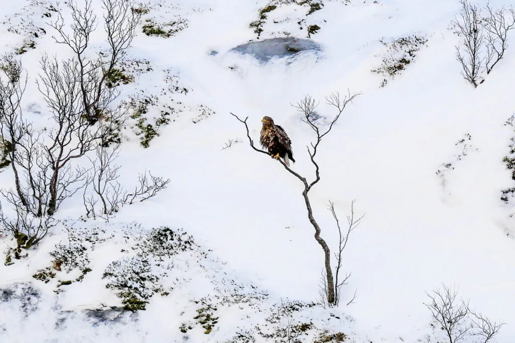 Trollfjord Norvège pygargue à queue blanche Havørn white tailed eagle