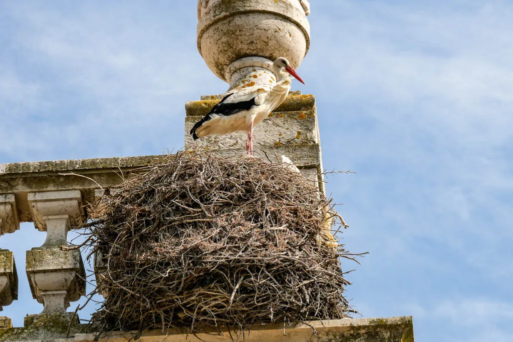 Nid cigogne Portugal