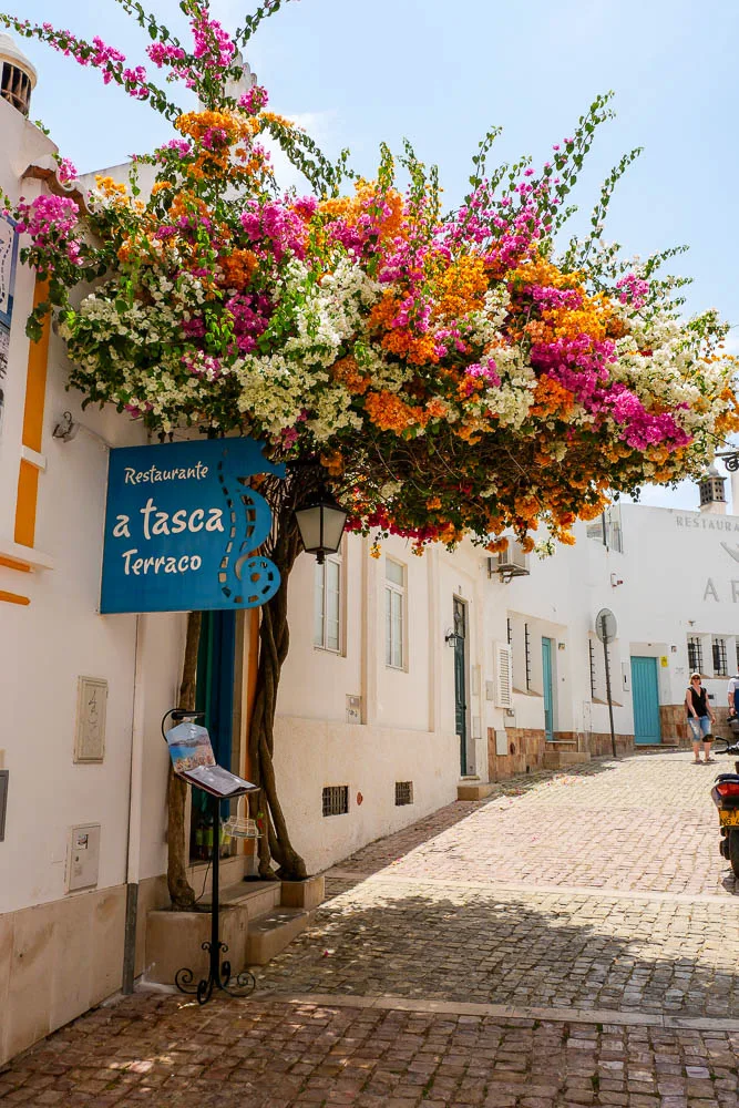 Things to do in Albufeira Algarve Portugal tricolor bougainvillea