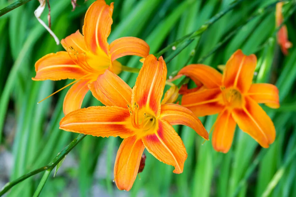 Lily flower Villa Melzi garden Bellagio Italy