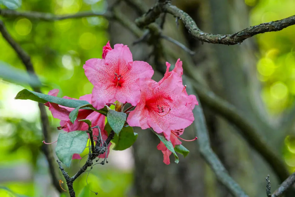 Rhododendron flowers Villa Carlotta garden