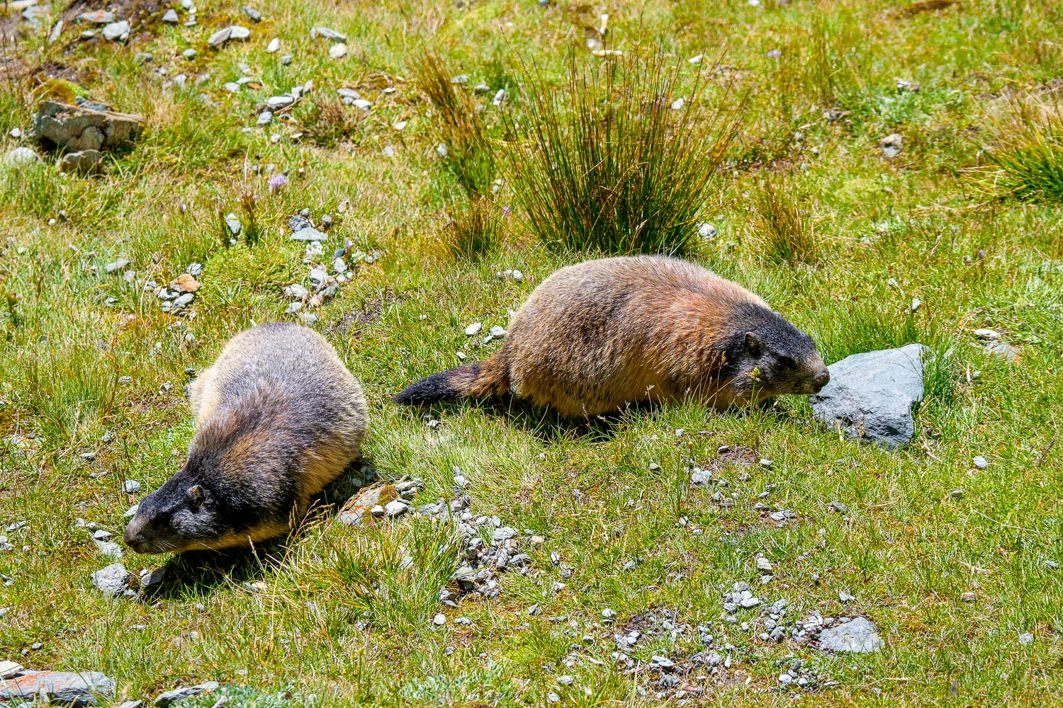 Marmottes parc national des Hohen Tauern visiter l'Autriche