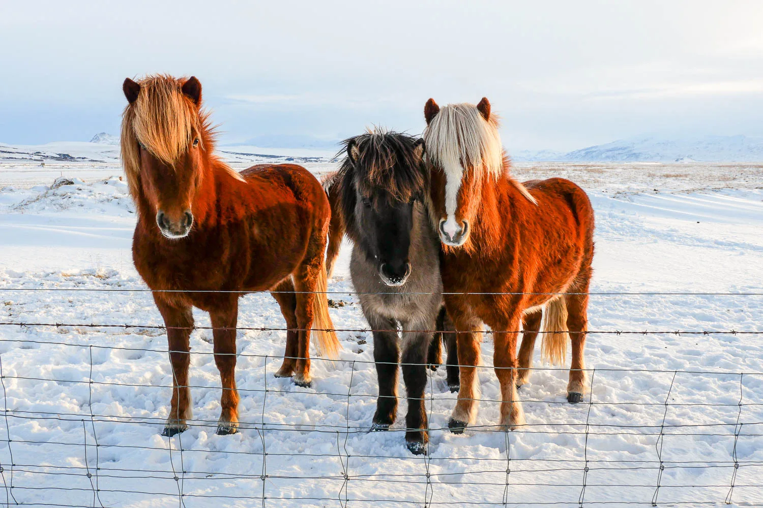 Chevaux islandais en hiver neige