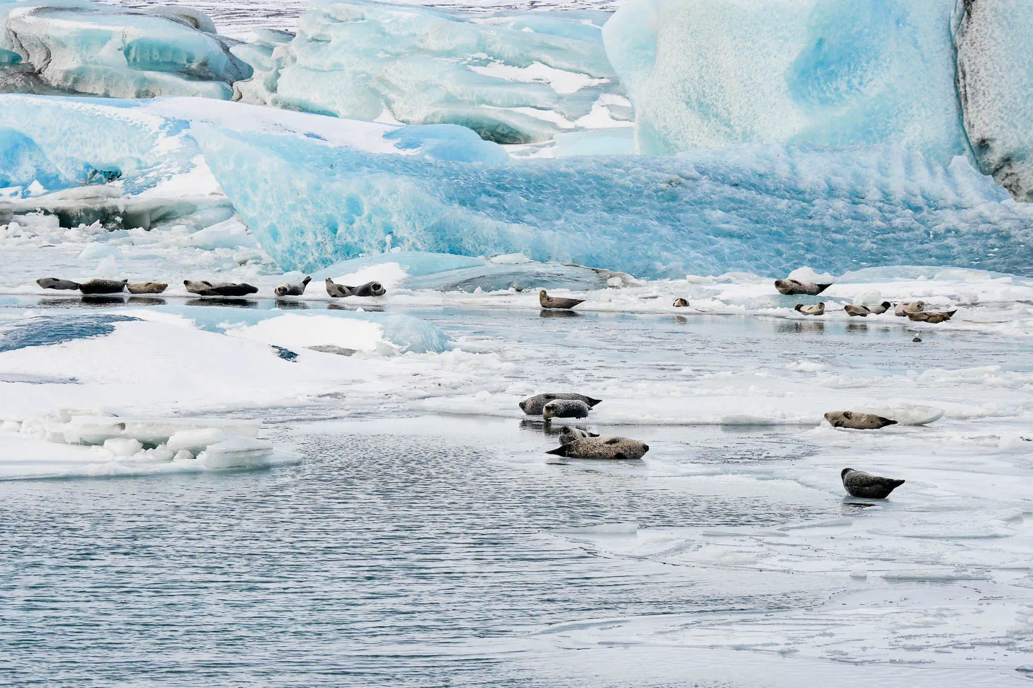 Lagune de Jökulsárlón en hiver Islande iceberg phoques
