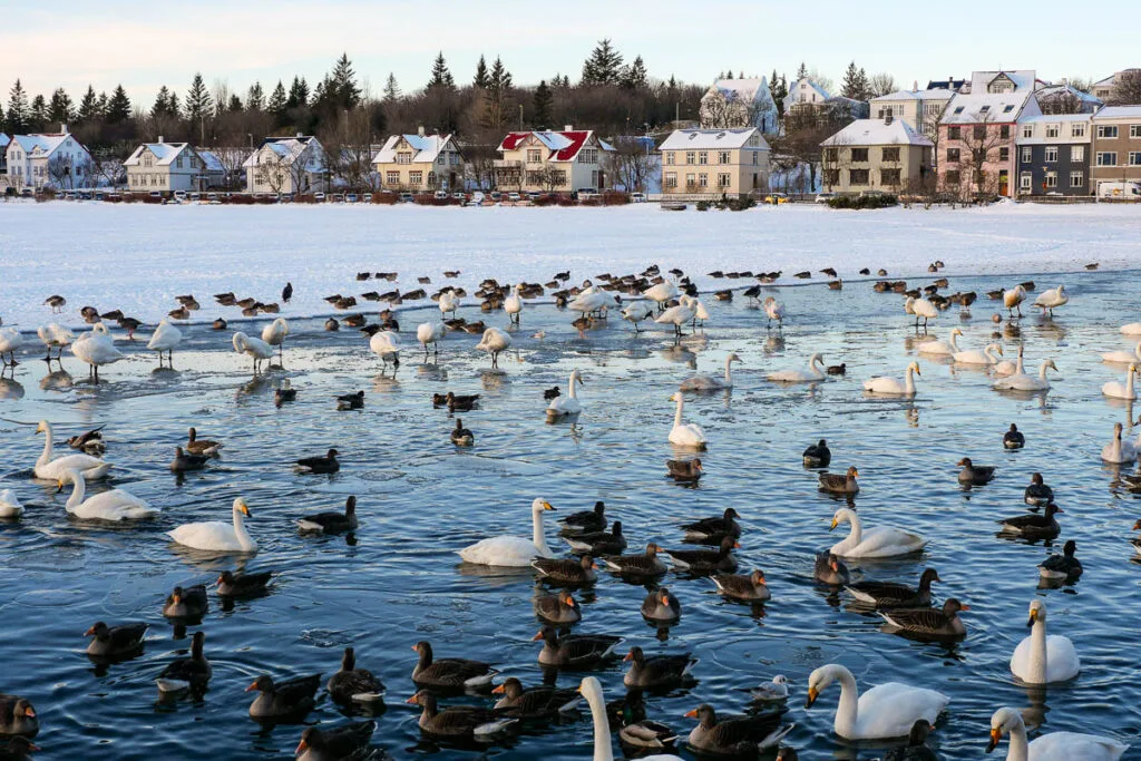 Vieux Reykjavik en hiver Islande