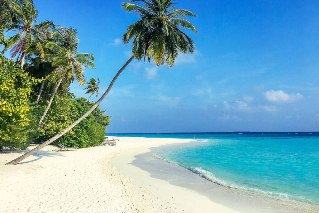 plage maldives cocotier palmier mer turquoise