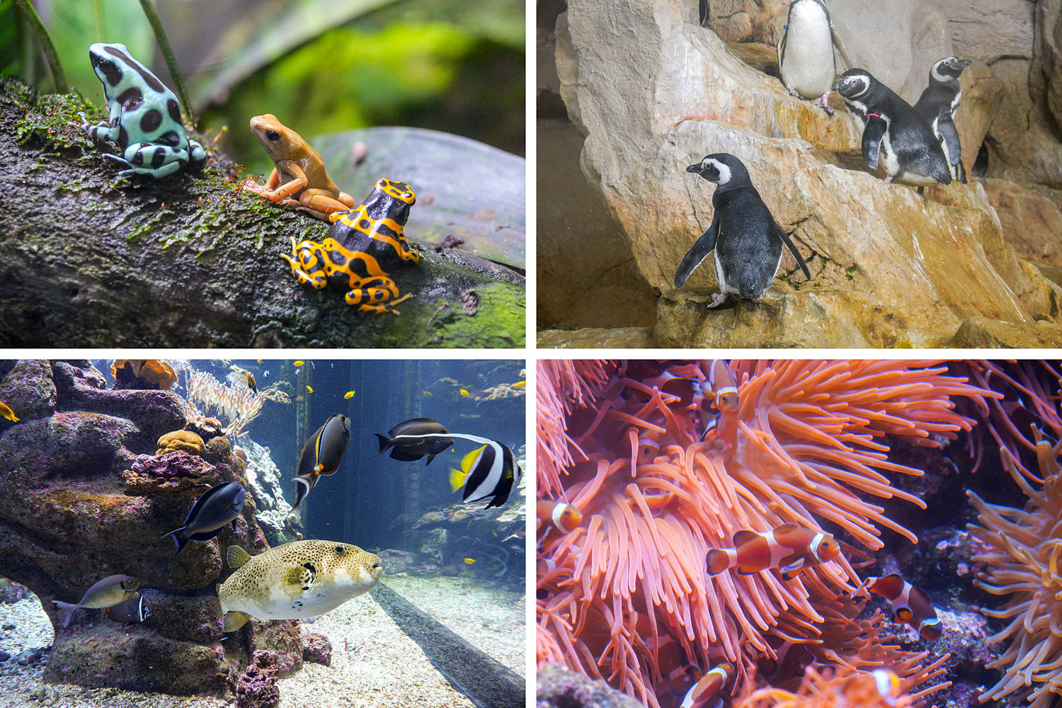 Aquarium de Gênes Italie