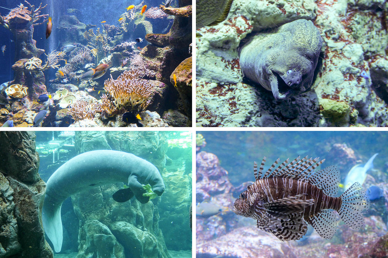 Aquarium de Gênes Italie